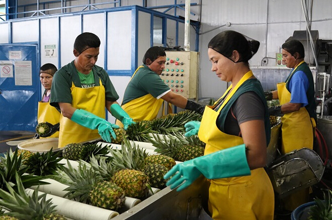 Maersk Europe goes bananas on Colombian fruit exports